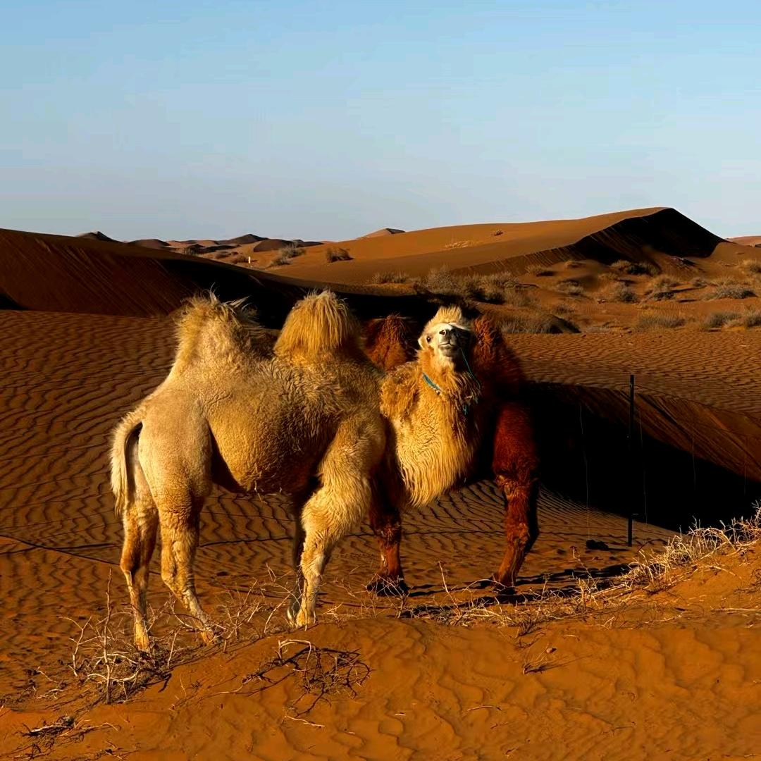 林北窝噶里共拉