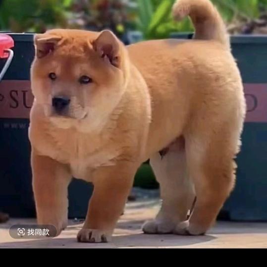 广西益联田园犬