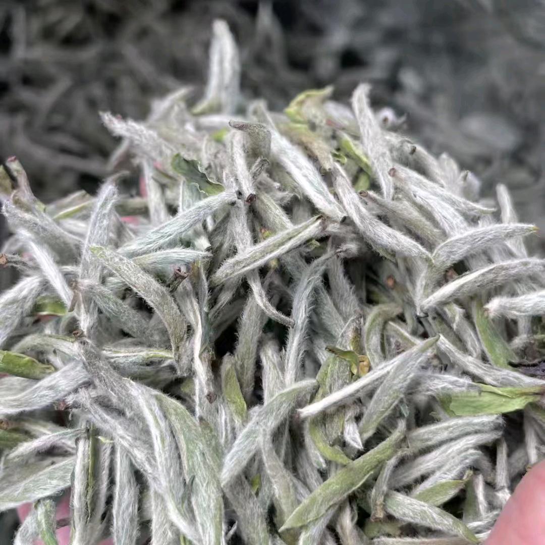 福鼎白茶源头批发