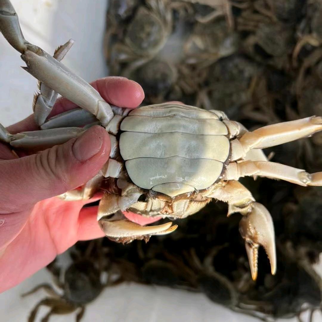 宇琳生鲜水产店虾蟹农