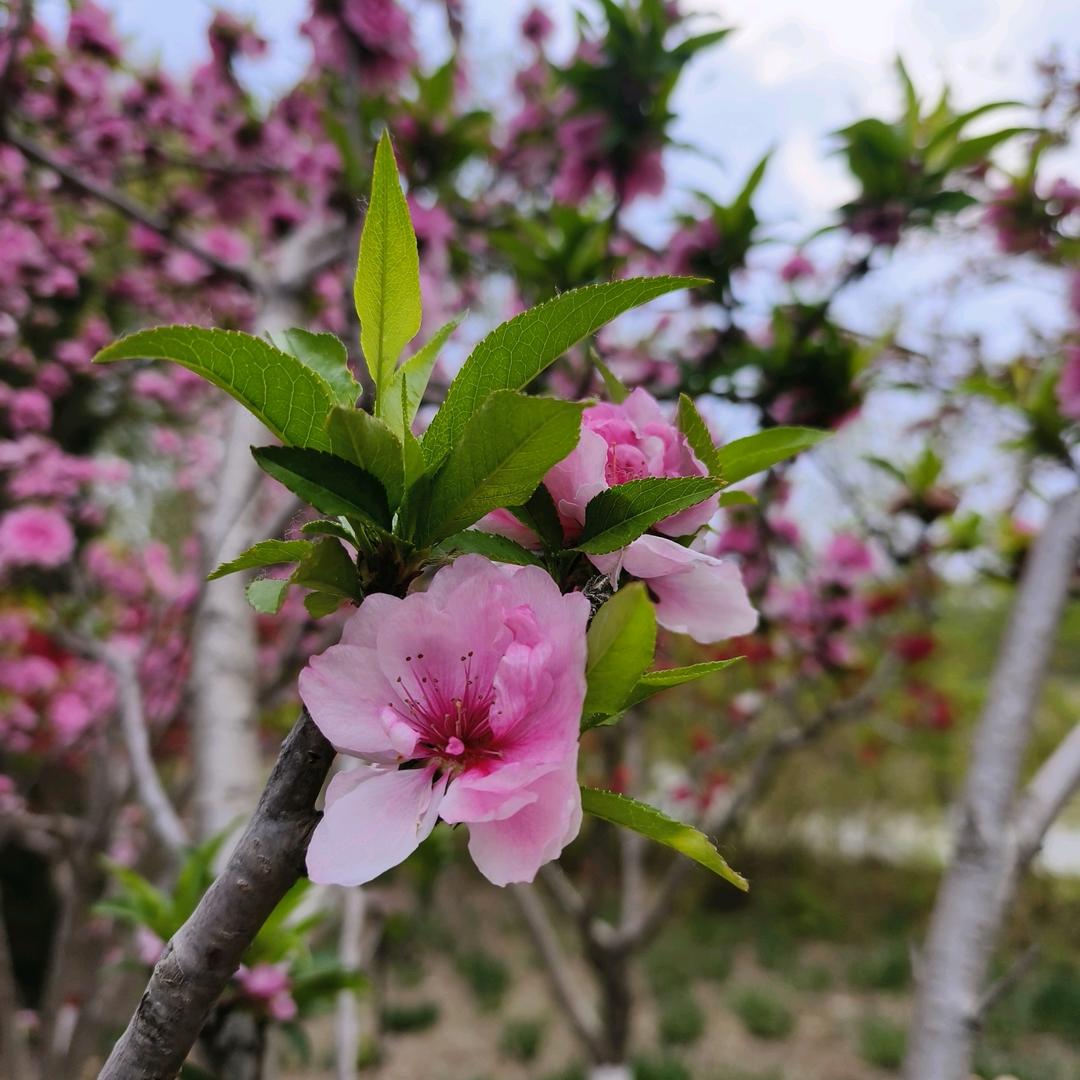 开心🌺小白🌻