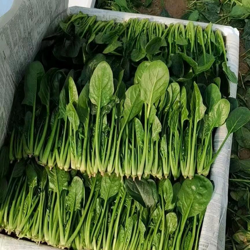 张强果蔬种植合作社，直供电商微商。