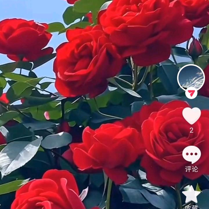 顺其自然5104607466071