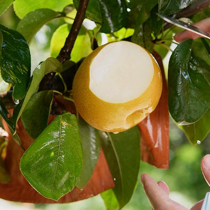 金奖秋月梨【三禾众】现摘现发