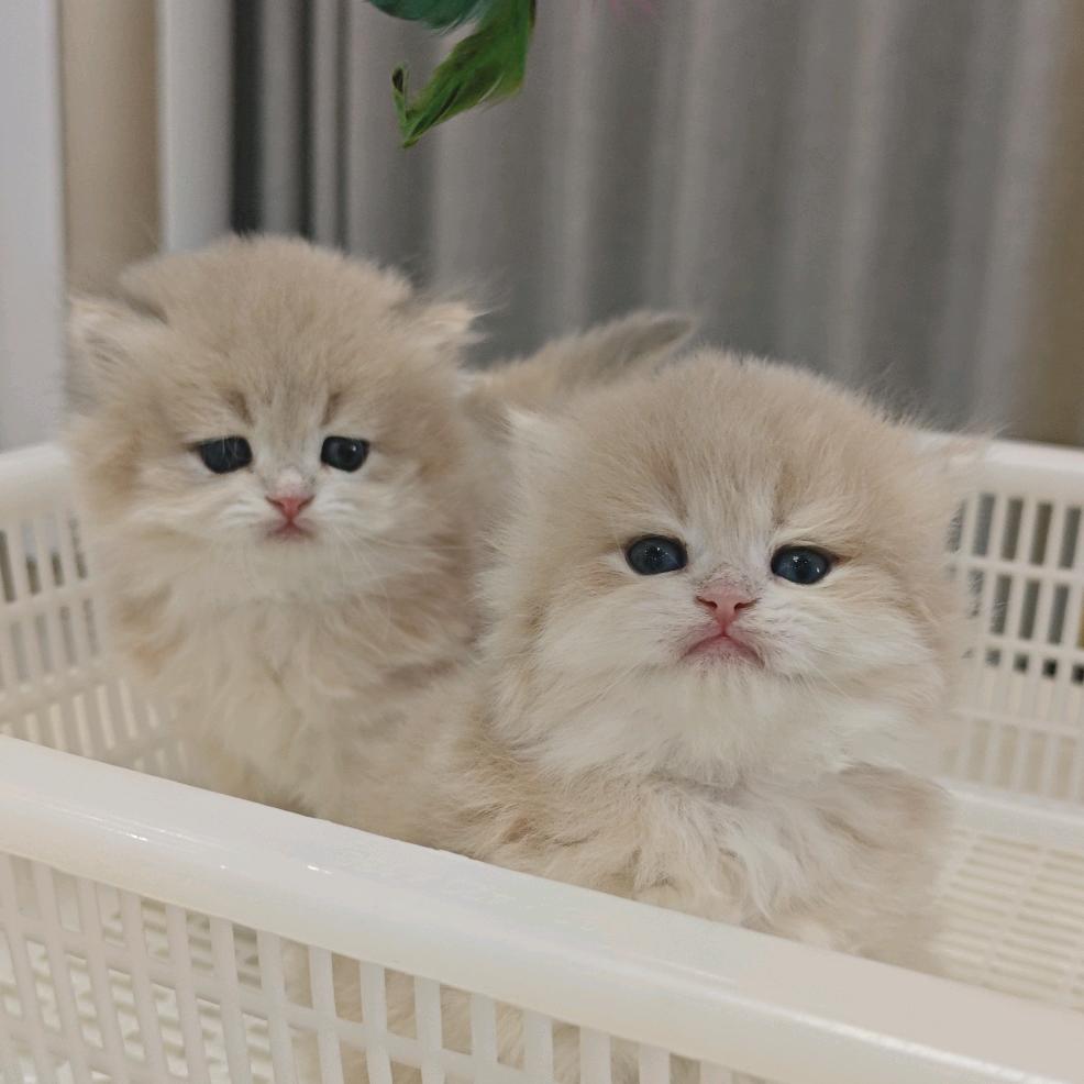 甜猫幼儿园