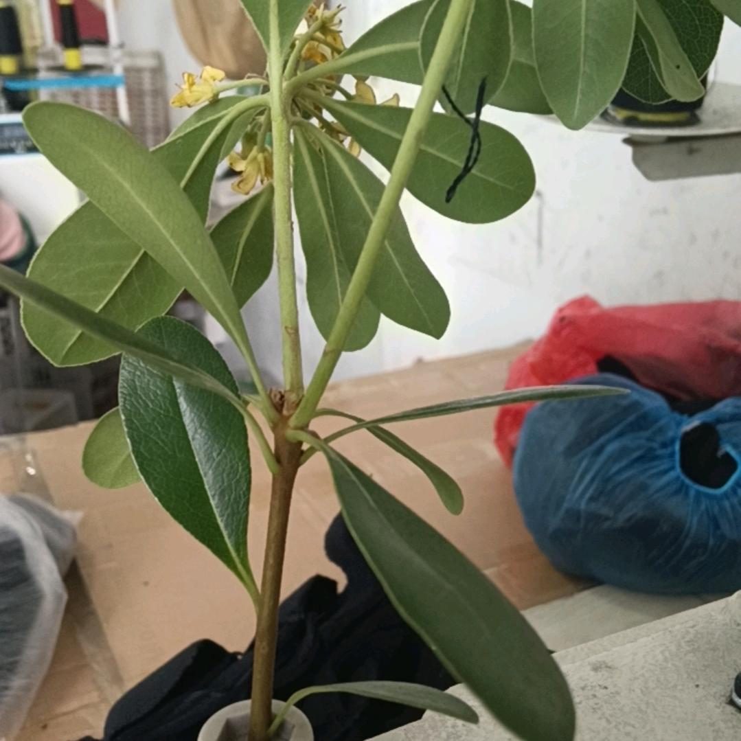 木老虎