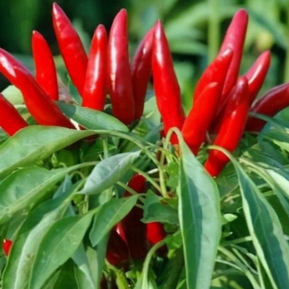 种菜小助手（咔线厂家）