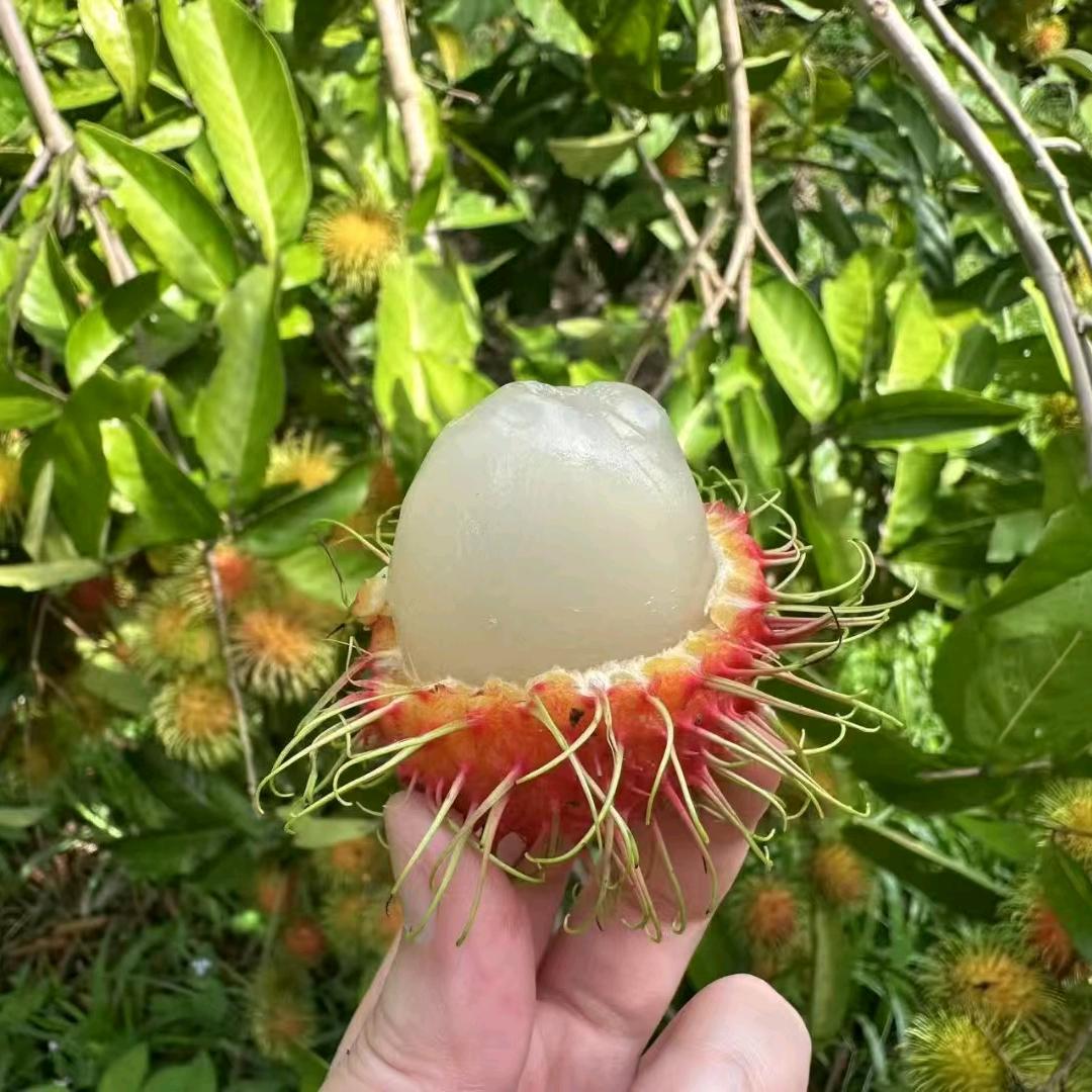 南宁海吉星水果批发