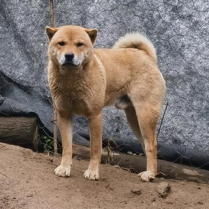 土松不土—小杨哥