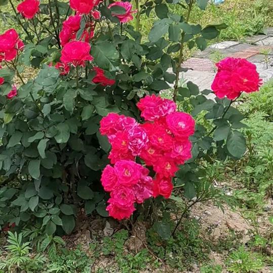 爱玩小妹来了。