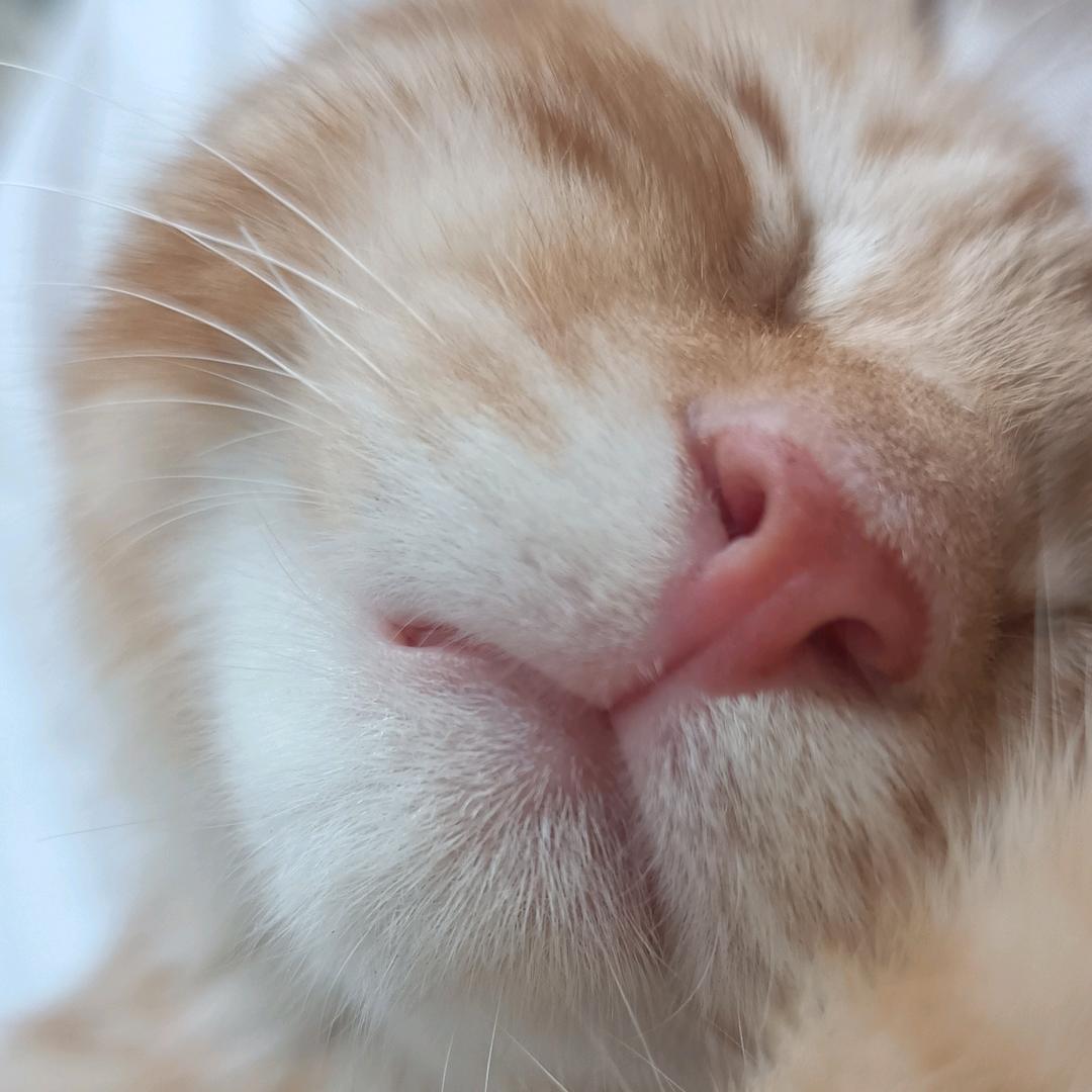 禅茶书法 （收线上学员）