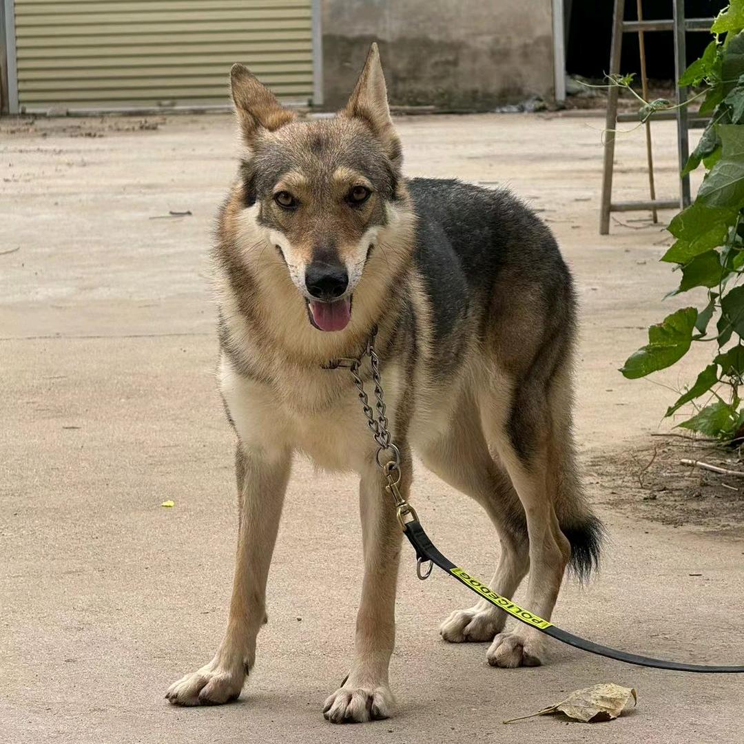 捷克狼犬-中原狼犬舍