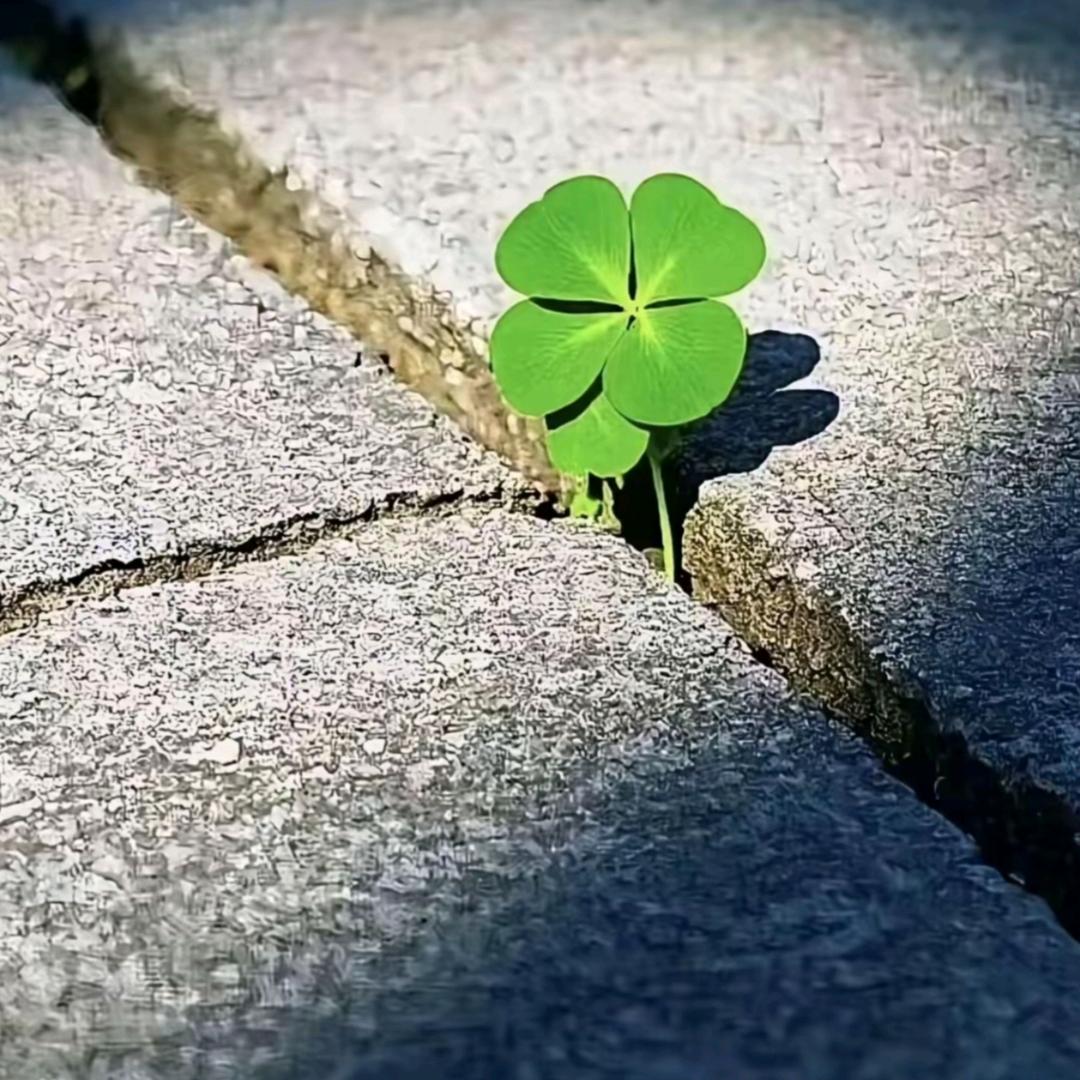 🕊ღ᭄ꦿ꯭初心文案🍬ꦿ᭄