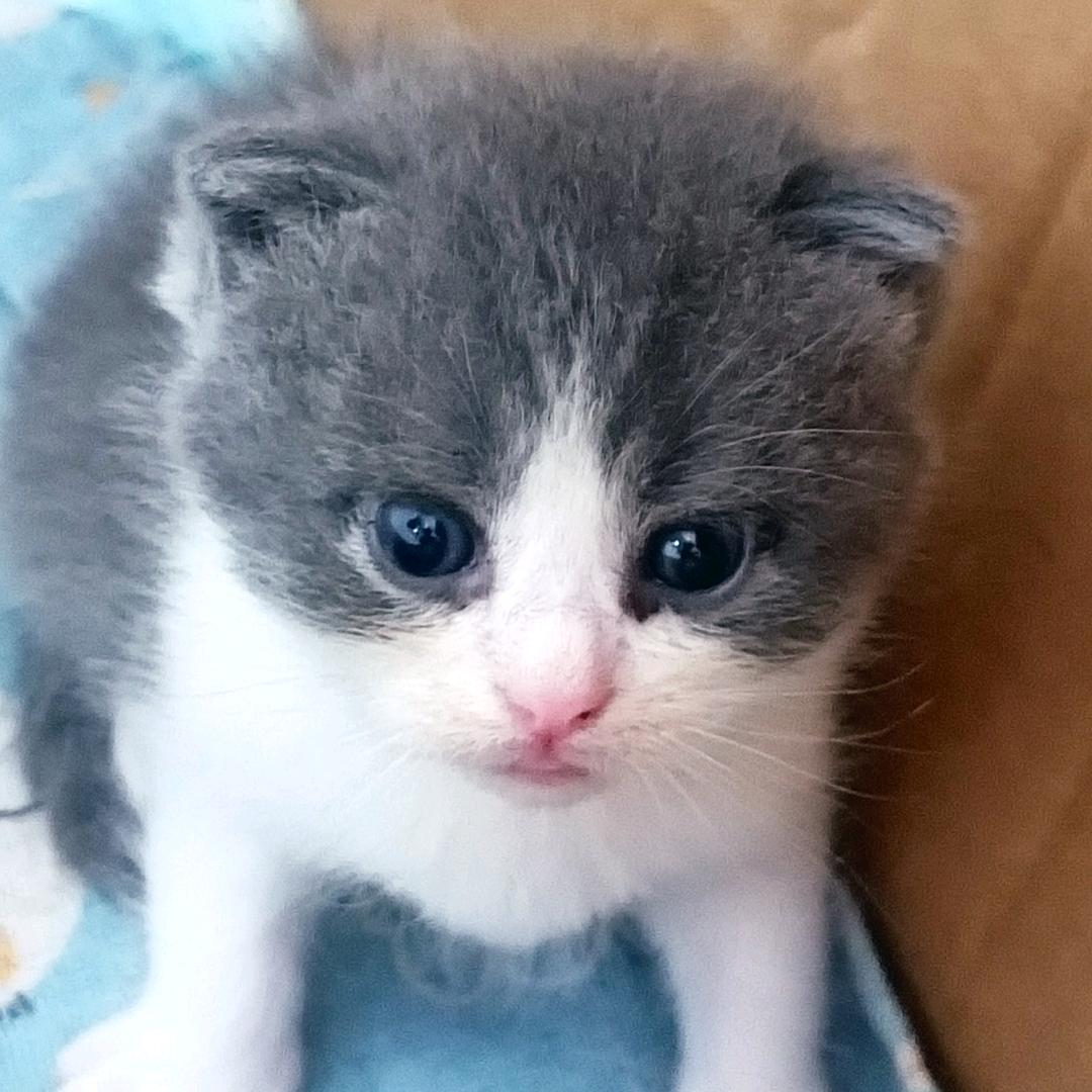 鱼获
