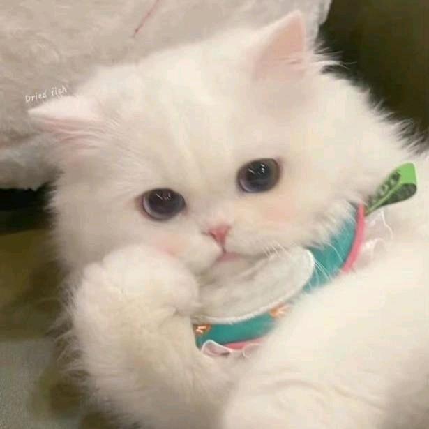 @张先生.