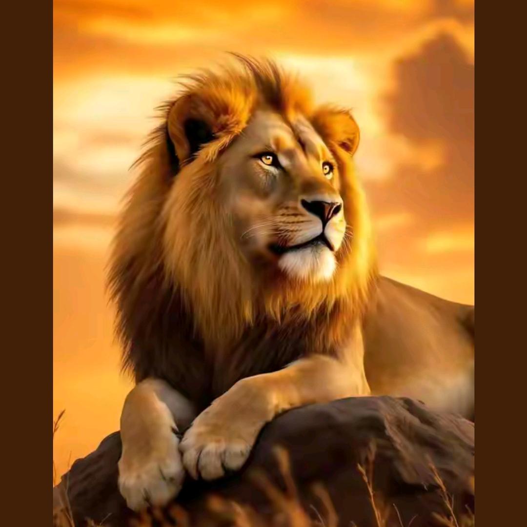 低调不了的王者