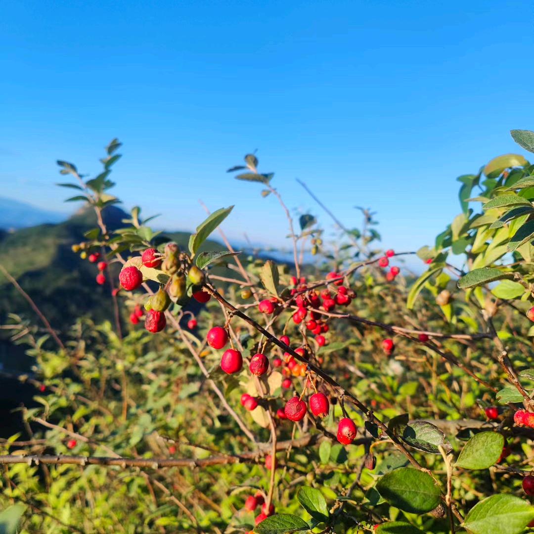 半夏微凉