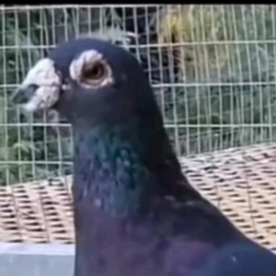 千川钓鱼人