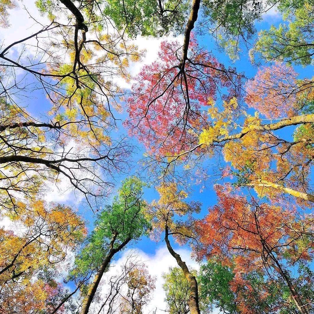 萝卜快跑-代刮【刮刮乐】