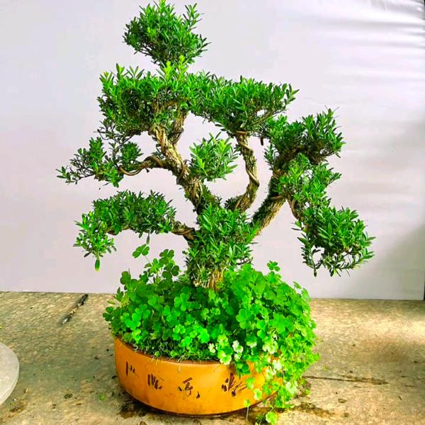 聚一花卉