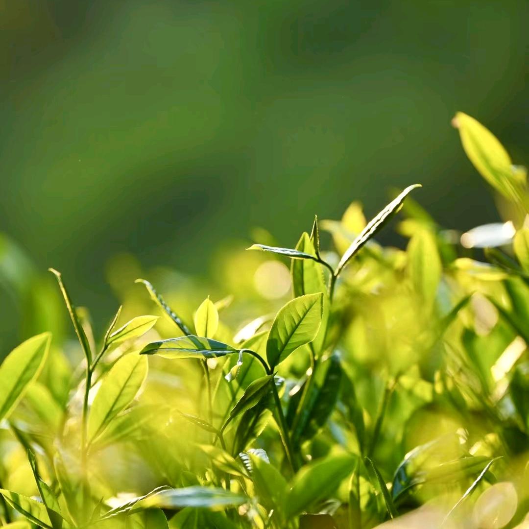 百福涌茶叶有点甜
