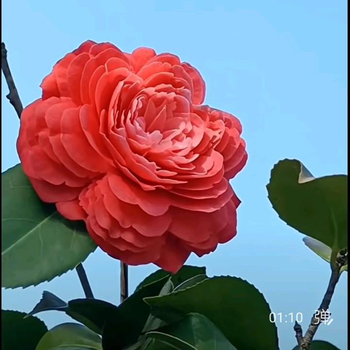 自然🍎