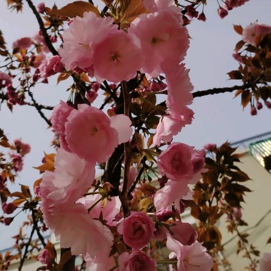 四川王掌柜