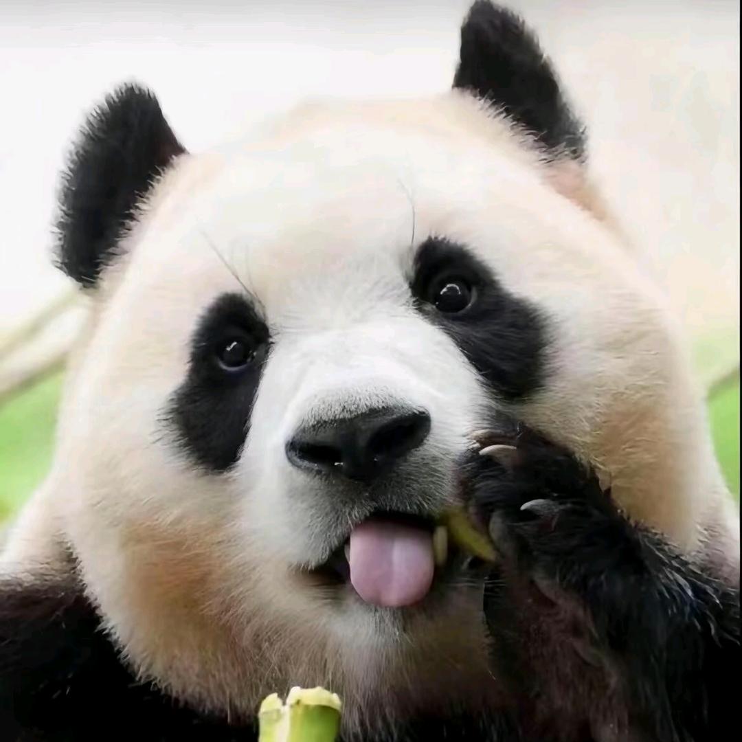 朱事顺利