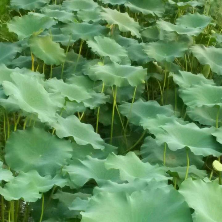 张＠_