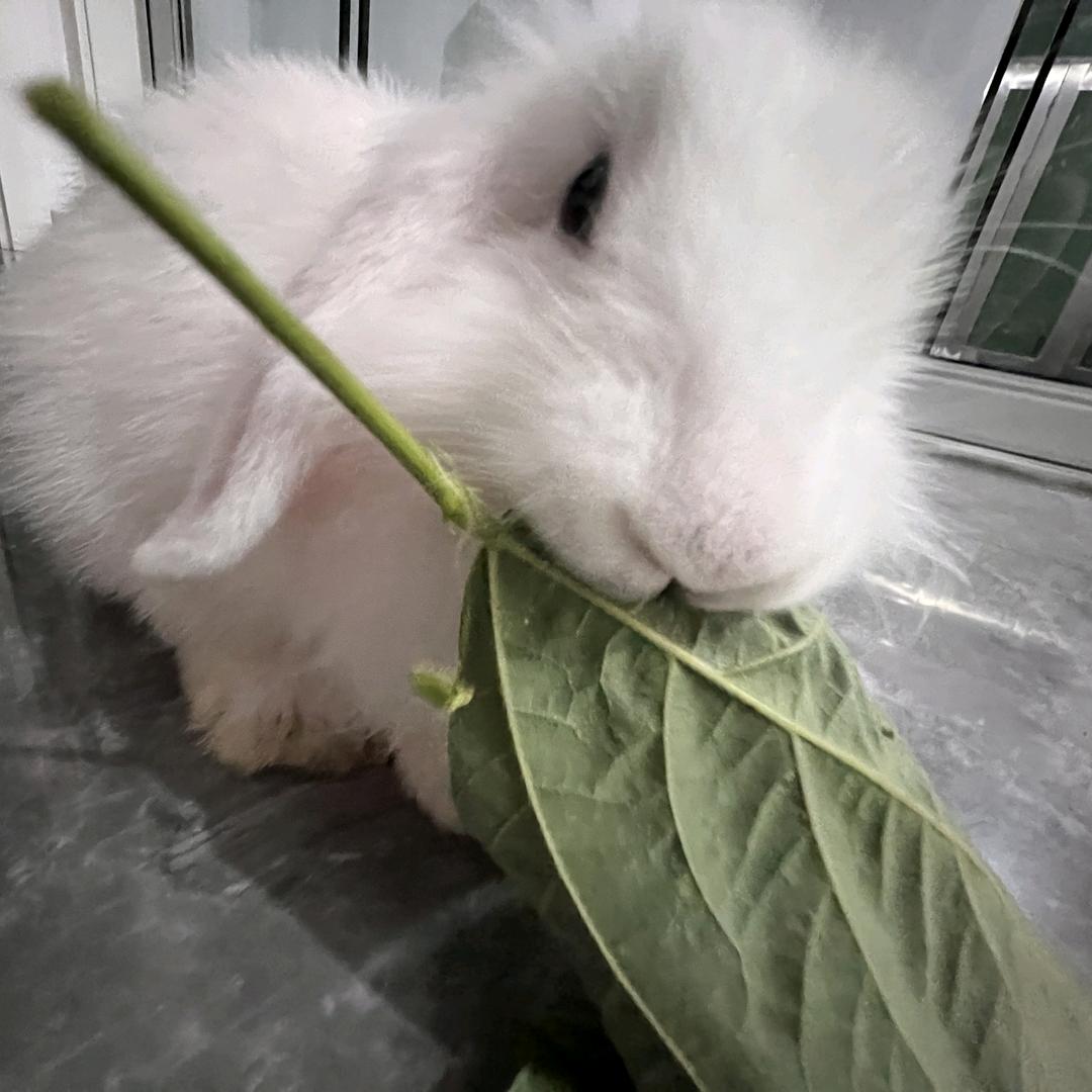 香芋666