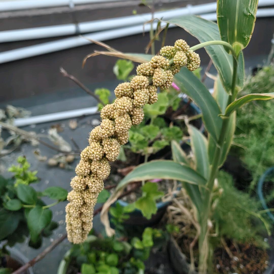 八分地（鹊山鸡）