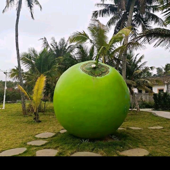 〖岛国椰果〗【一手】『批发』