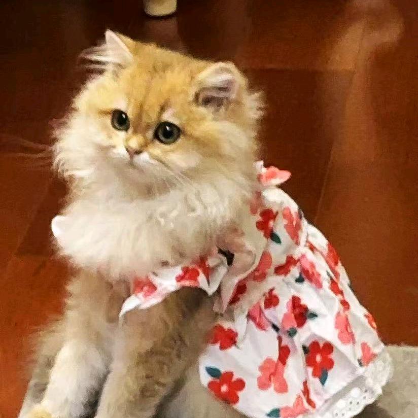 🌈养猫