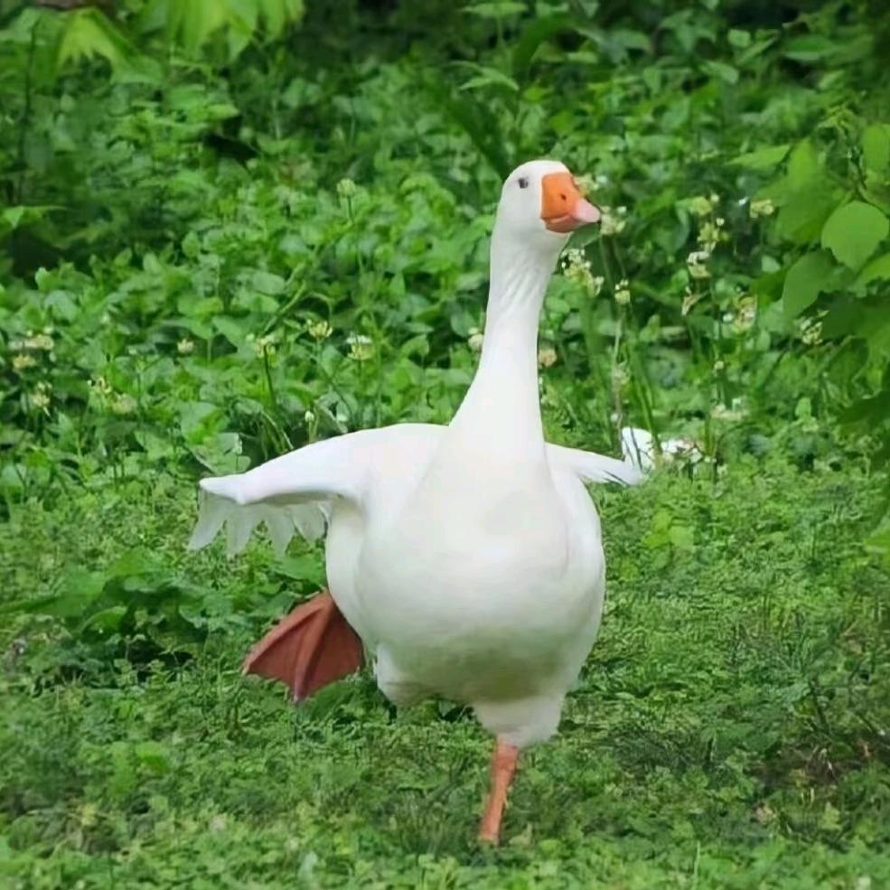 懵懵月♚
