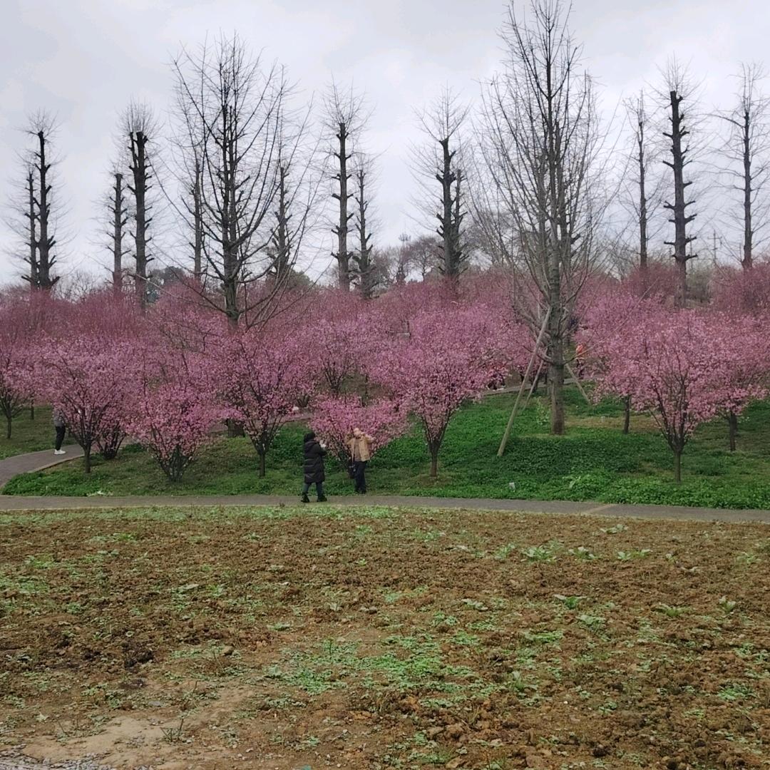 贾雪复兴小城规划卖地建房