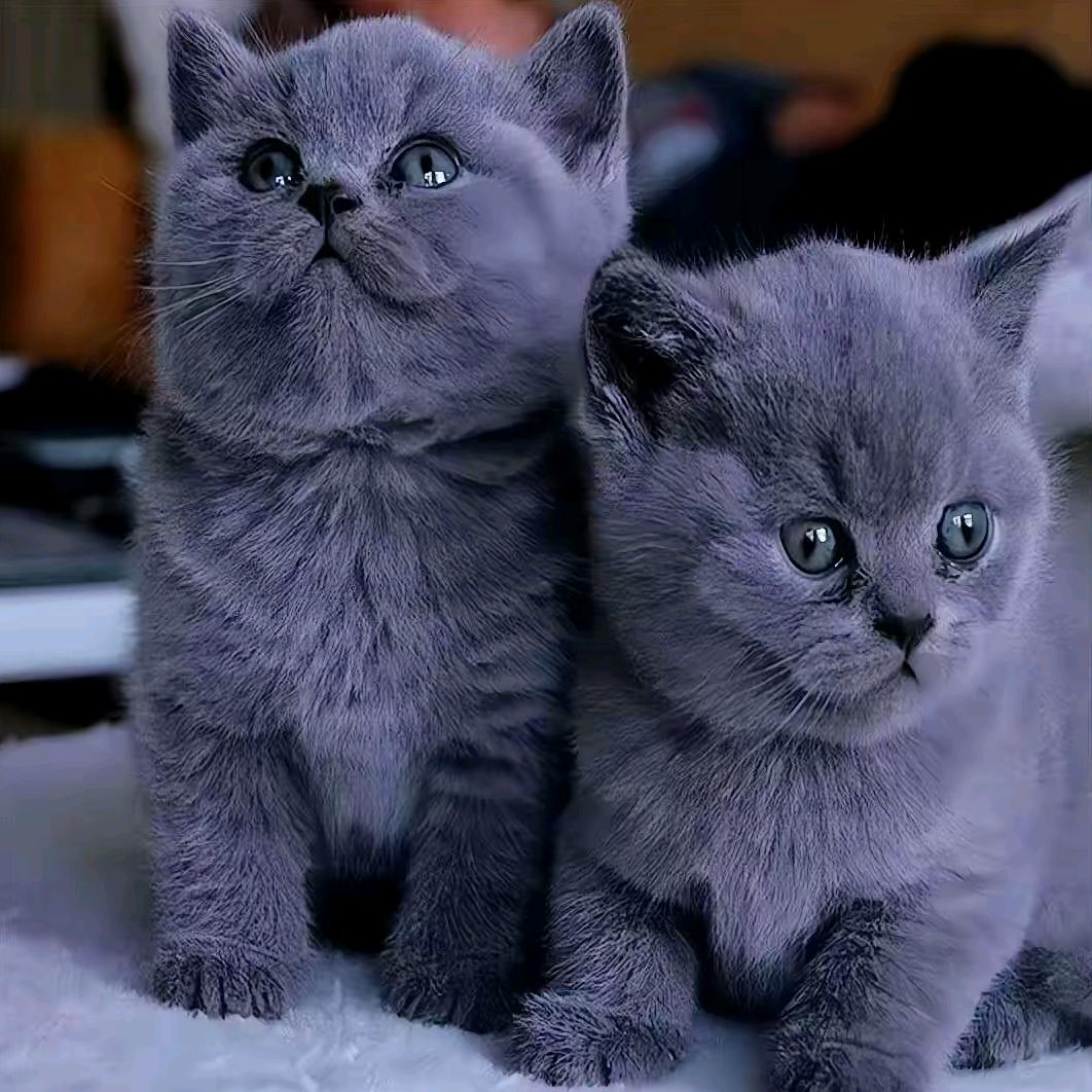 没素质，我骄傲了吗？