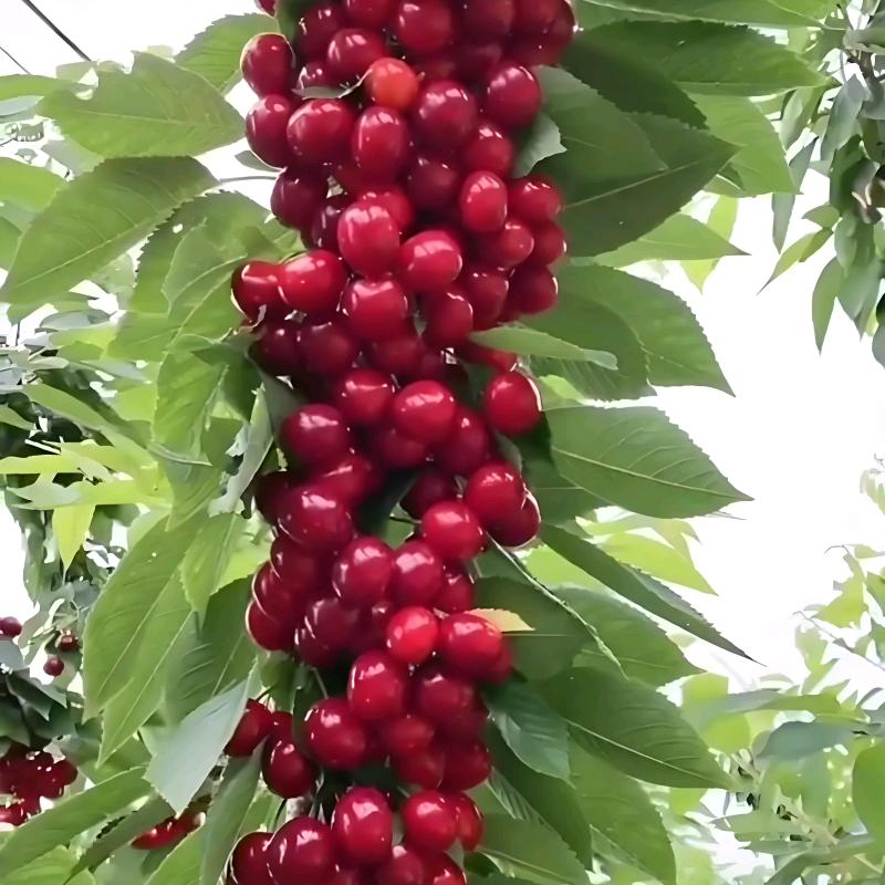 春风化雨润土生金