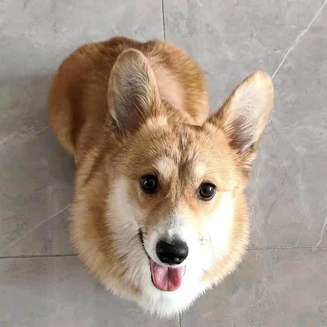 子不语
