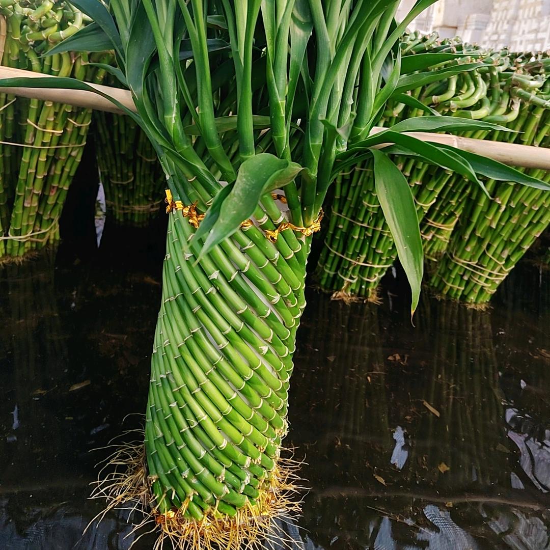 柳馨培育竹🎋园
