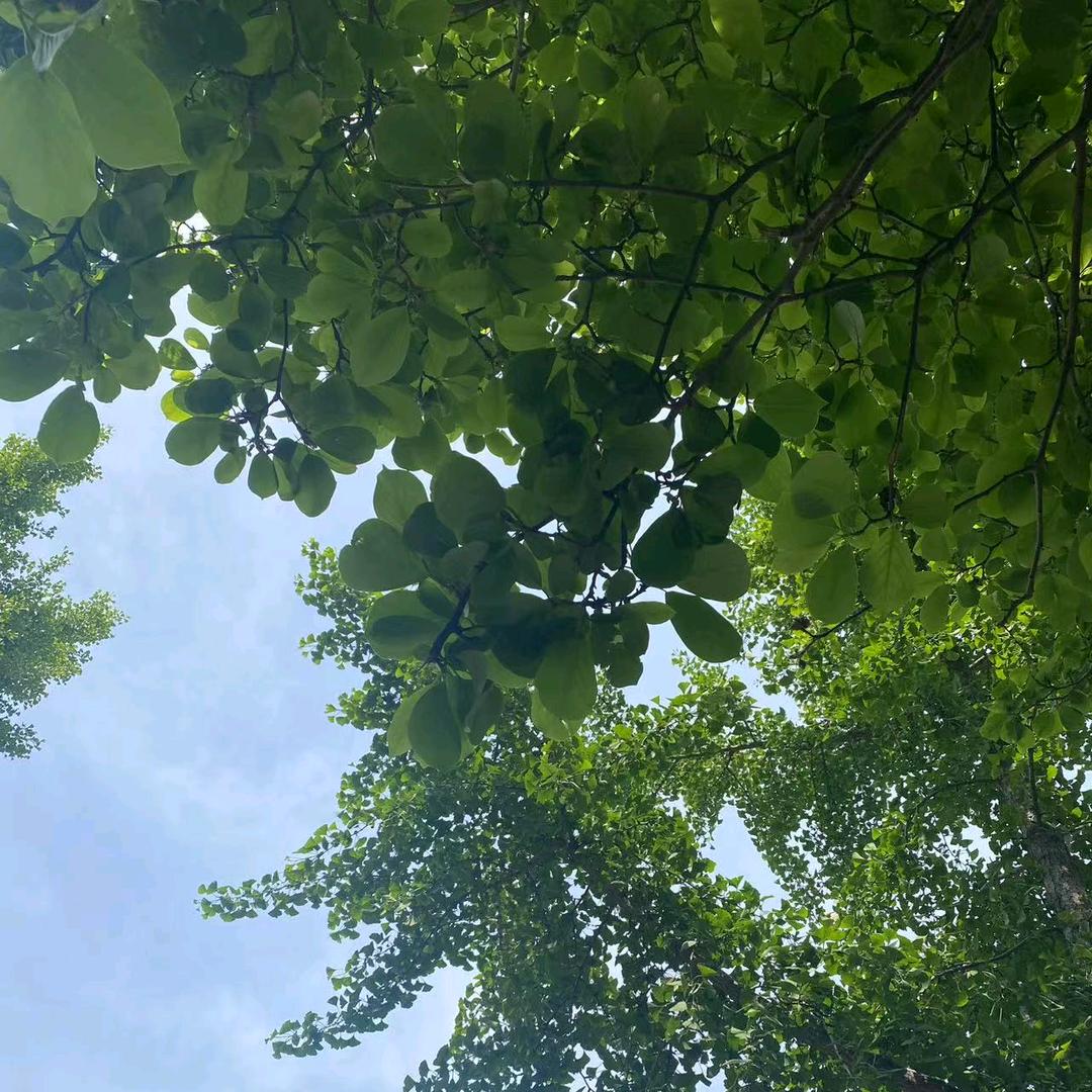 济宁高中复读借读