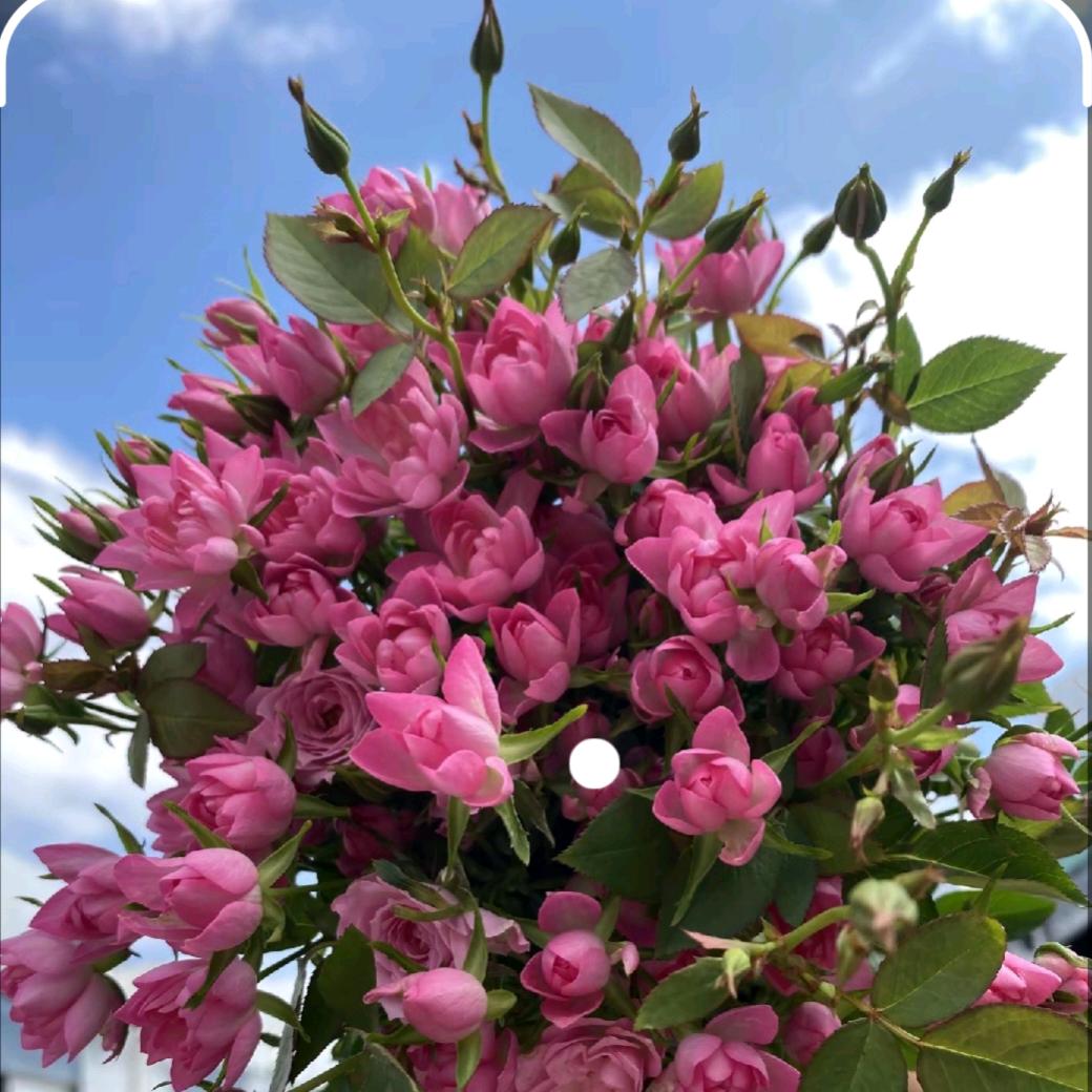 欣妤鲜花～小老弟