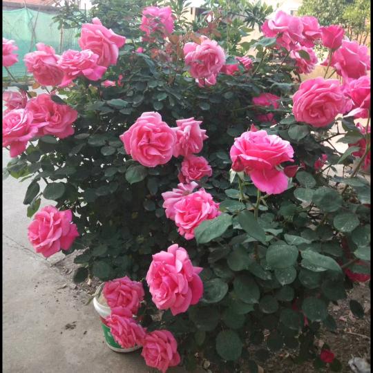 忘去烦恼，天天开心