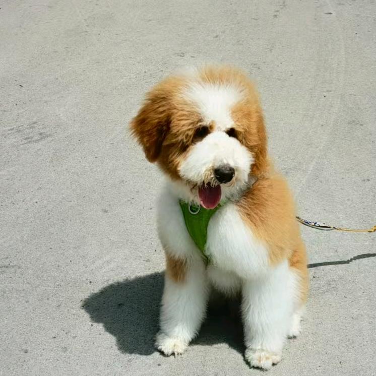 旺财成长记🐶