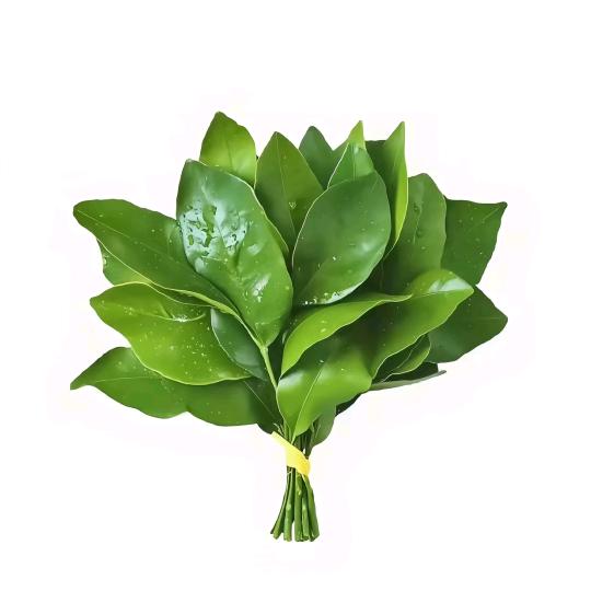 樊樊