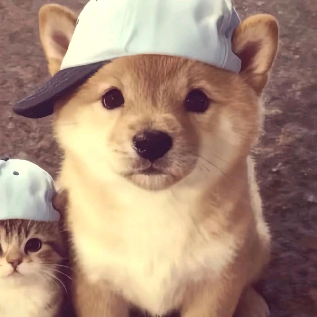 敬你是个爷们😎