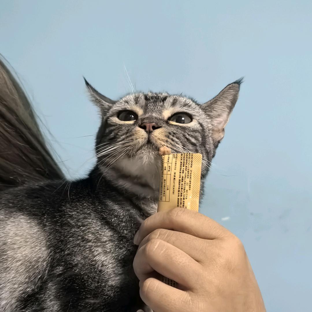想要逻辑猫