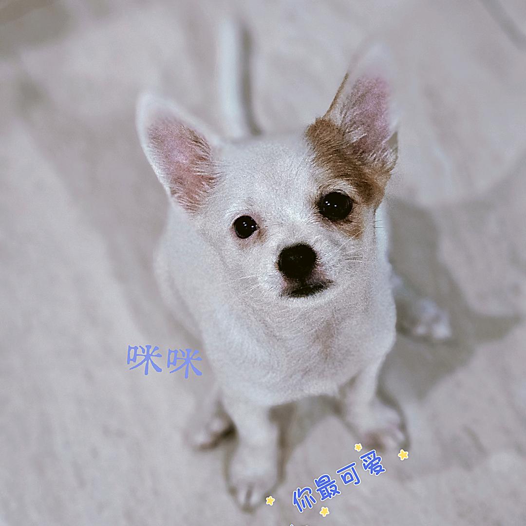 咪咪不是猫🐱