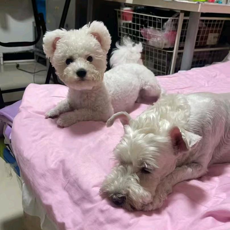 @~雪纳兔高玉宝❀