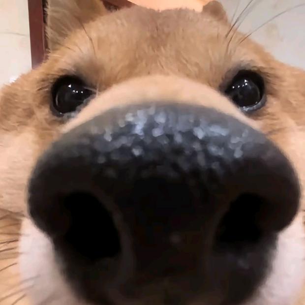 爱你的黄鼠狼（猫猫神大帝）