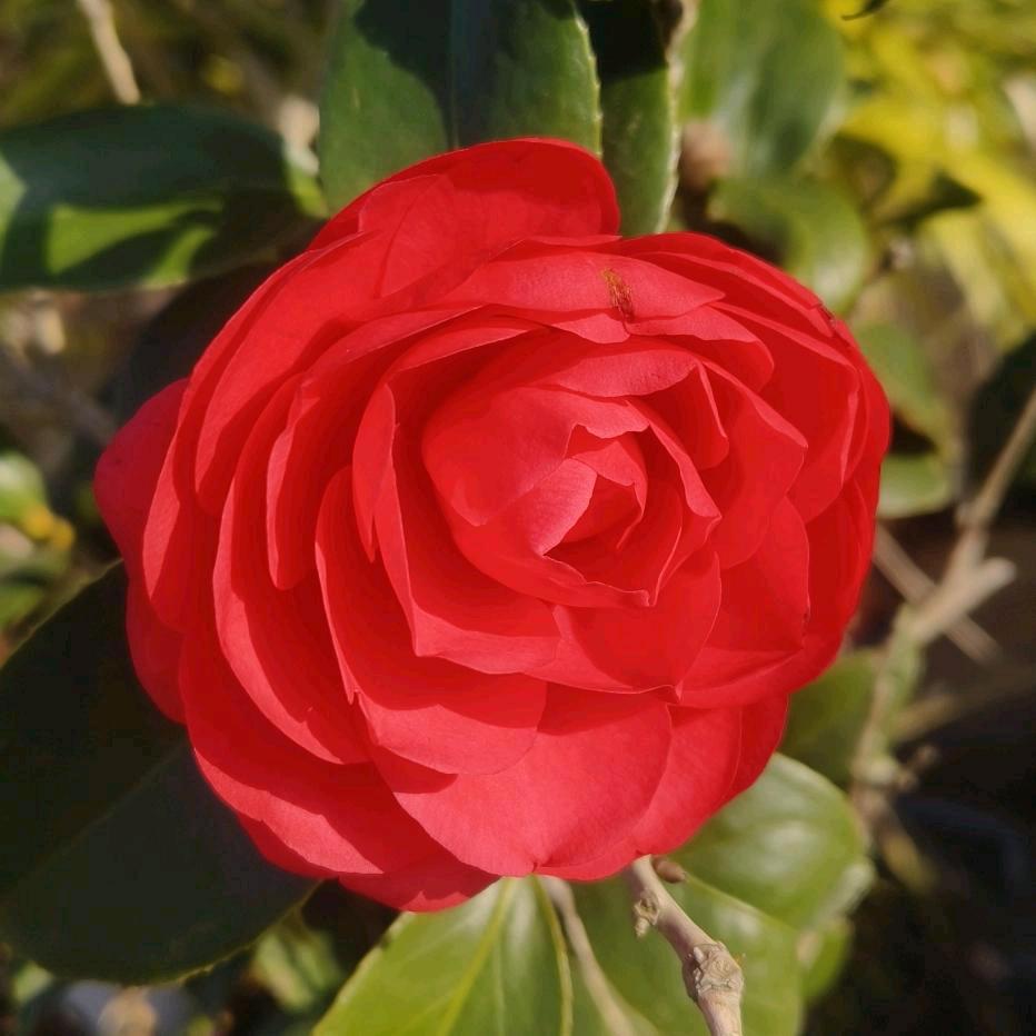 牛转乾坤ℳ💗ꦿ໊習惯ꦿ有你